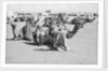 Kuwait City Safat Beduin camel park. by Alan Villiers