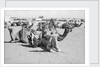 Kuwait City Safat Beduin camel park. by Alan Villiers