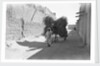 Camel-load of brushwood being transported, Kuwait City by Alan Villiers