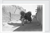 Camel-load of brushwood being transported, Kuwait City by Alan Villiers