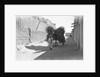 Camel-load of brushwood being transported, Kuwait City by Alan Villiers