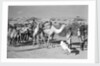 Prospective boom passengers headed for Mukalla by Alan Villiers