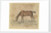 A grazing horse by Gabriel Bray