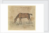A grazing horse by Gabriel Bray