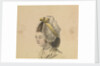 Head of a woman in a frilled cap by Gabriel Bray