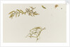 Seaweed and a crab by William Lionel Wyllie