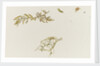 Seaweed and a crab by William Lionel Wyllie