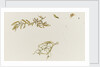 Seaweed and a crab by William Lionel Wyllie