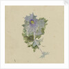 Blue flower with mauve centre, possibly sea holly by William Lionel Wyllie