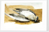 Richardson's skua from Axel's Island, Spitsbergen by William Lionel Wyllie