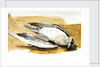 Richardson's skua from Axel's Island, Spitsbergen by William Lionel Wyllie