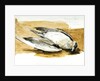 Richardson's skua from Axel's Island, Spitsbergen by William Lionel Wyllie