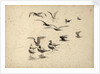 Seabirds standing in water and in flight by William Lionel Wyllie