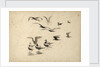 Seabirds standing in water and in flight by William Lionel Wyllie