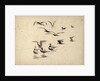 Seabirds standing in water and in flight by William Lionel Wyllie