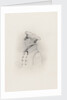 Lieutenant William Rivers (1788-1856) by unknown