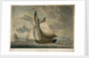 A cutter chasing by Robert Dodd
