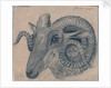 Study of the head of a ram by Edward William Cooke