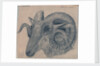 Study of the head of a ram by Edward William Cooke