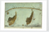 Plan of the attack by Lord Nelson, on the combined fleet, 21 October 1805 by Robert Dodd