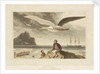 Albatross by Thomas Daniell