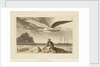 Albatross by Thomas Daniell