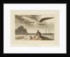 Albatross by Thomas Daniell