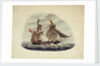 HM Sloop 'Sparrowhawk' by William Smyth