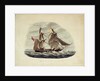 HM Sloop 'Sparrowhawk' by William Smyth