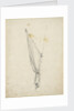 Gaff of sail by Willem Van de Velde the Younger