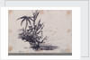 Group of trees.... Java. 1. Cocoa Tree, 2. Palm Tree, 3. Plantain by C. W. Browne