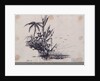 Group of trees.... Java. 1. Cocoa Tree, 2. Palm Tree, 3. Plantain by C. W. Browne