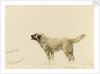 'Mendip' Megs St Bernard dog by John Brett