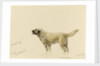 'Mendip' Megs St Bernard dog by John Brett