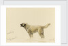 'Mendip' Megs St Bernard dog by John Brett