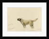 'Mendip' Megs St Bernard dog by John Brett