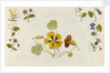 Designs with nasturtiums and other flowers by Rosa Brett