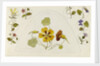 Designs with nasturtiums and other flowers by Rosa Brett
