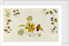 Designs with nasturtiums and other flowers by Rosa Brett