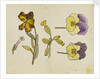 Study of flowers - pansy, wallflower by Rosa Brett
