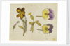 Study of flowers - pansy, wallflower by Rosa Brett