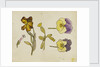 Study of flowers - pansy, wallflower by Rosa Brett