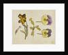 Study of flowers - pansy, wallflower by Rosa Brett