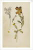 Study of flowers - wallflower and cowslip by Rosa Brett