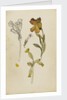 Study of flowers - wallflower and cowslip by Rosa Brett