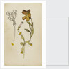 Study of flowers - wallflower and cowslip by Rosa Brett