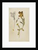 Study of flowers - wallflower and cowslip by Rosa Brett
