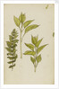 Study of leaves by Rosa Brett