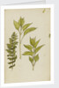 Study of leaves by Rosa Brett