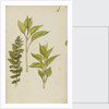 Study of leaves by Rosa Brett